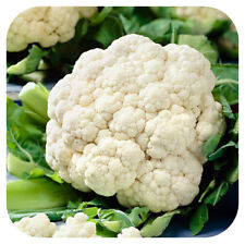 Cauliflower Summer 'Amazing' Mini Plug Plants x 12 'Grow Your Own' 