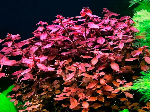 Lugwigia palustris red - lugwigia,
