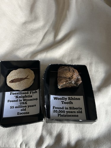 2piece fossil bundle - 2piece,