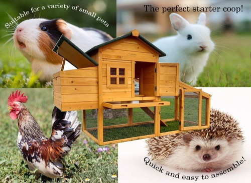 Rabbit guinea pig chicken - rabbit/guinea,
