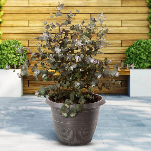 Eucalyptus tree plant - eucalyptus,