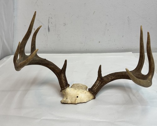 Real whitetail deer - whitetail, antlers