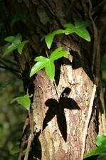 Ivy Leaves Shadows Tree Trunk