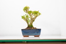 Chinese Box  Bonsai Tree