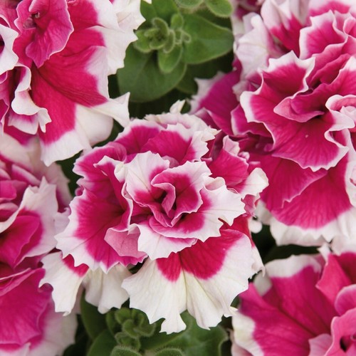 Double pink white petunia - 50,