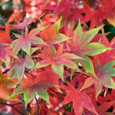 Acer palmatum 'Osakazuki' |