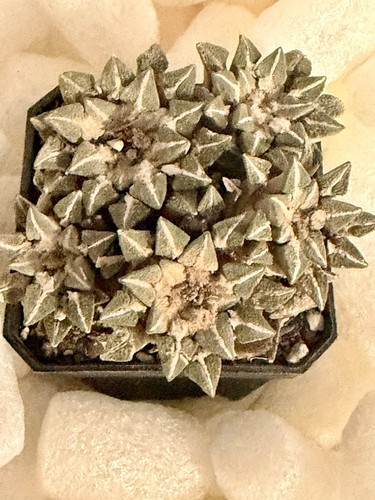 Rare cactus 5 headed - rare,