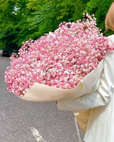 Pink baby breath - baby's,