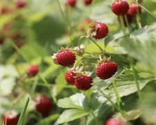 10 x Rooted Hardy Wild Organic