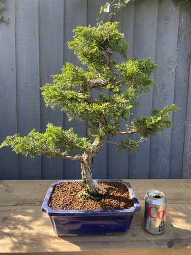 Bonsai tree itoigawa - tree, juniper