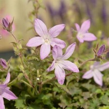 Campanula pinkins 5 - campanula, ‘pinkins’