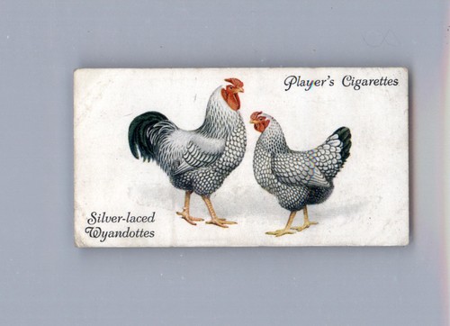 Silver laced wyandottes - silver-laced, 1931