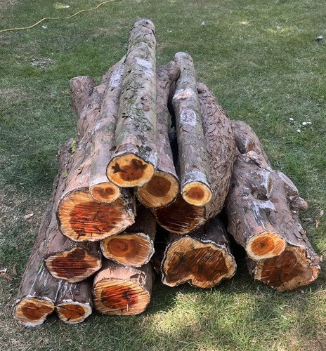 English yew - 13,