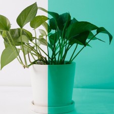 MULTI COLOR TRANSPARENT WINDOW FILM STAINED GLASS SELF ADHESIVE VINYL 3 Sizes