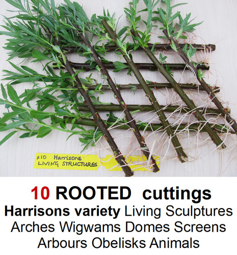 Willow tree rooted cuttings - tree,