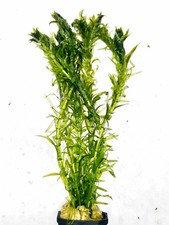 ELODEA Egeria Densa