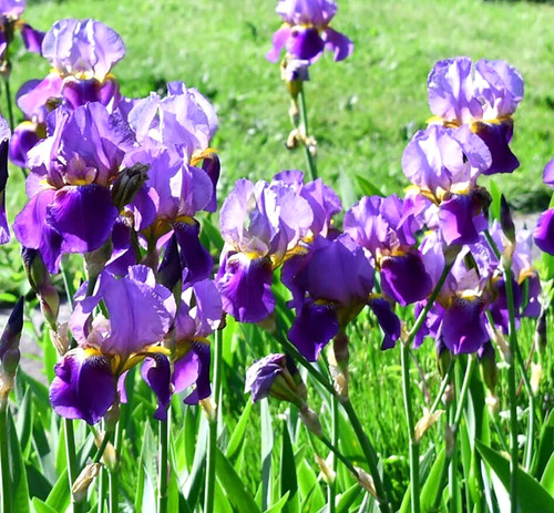 6cm root plants iris - 5x,