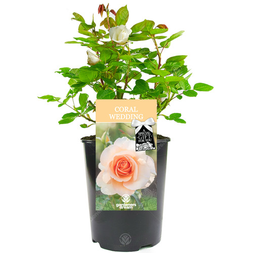 Coral wedding rose - wedding, 35th