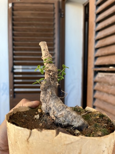 Phillirea mame bonsai - phillirea,