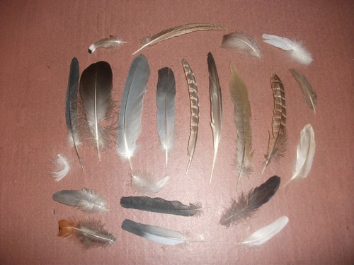 Natural birds feathers - birds,