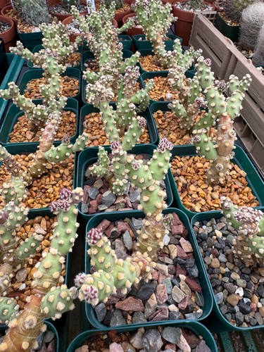 Austrocylindropuntia - , sp