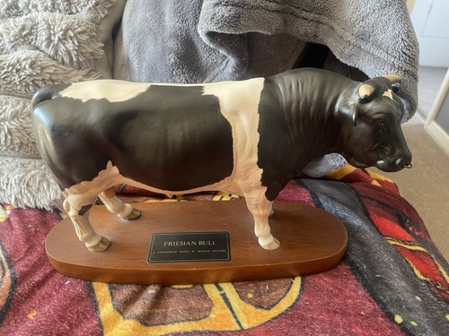 Large beswick friesian - large, bull