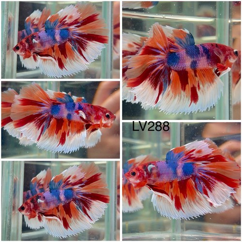 Male betta live fish koi - koi, candy