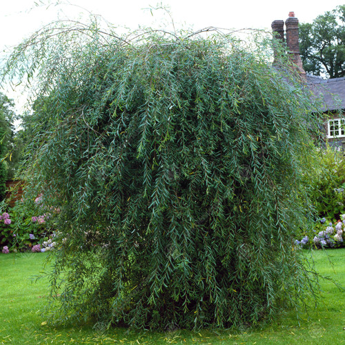 Salix purpurea pendula - pendula, |