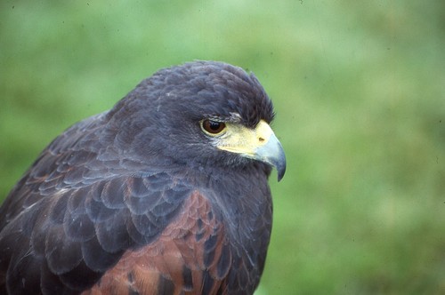 Color slides pro photo - 35,