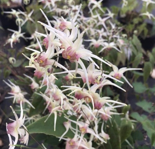 100 seeds epimedium pink - 100,