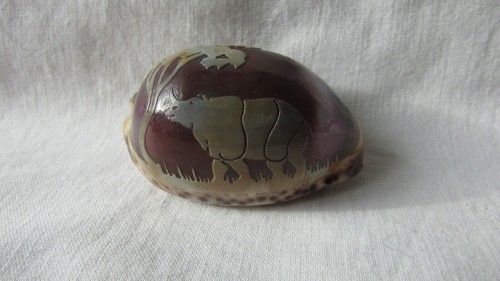 Cameo cowrie shell - cowrie,