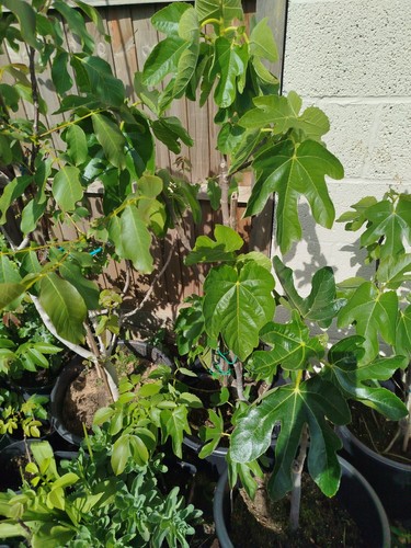 Fig tree brown - tree,