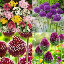 Allium Mixed Spring Bulbs - 100 Spring Summer Flowering Garden Perennial Plants