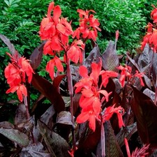 4 x Canna Red Futurity Bulbs -