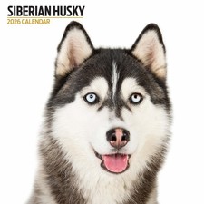 Siberian Husky 2026 Modern Calendar