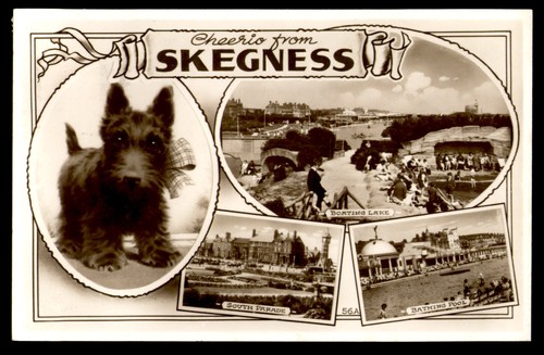 Postcard rppc scottish terrier - postcard,