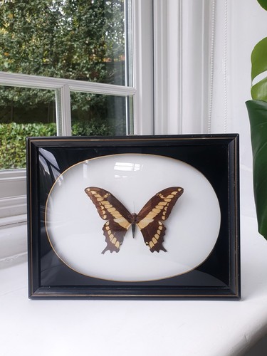 Vintage butterfly taxidermy - vintage,