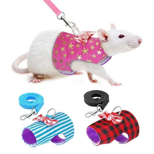 Pets leash small animal ferret - pets,