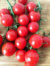 Tomato Piccolo  25 Seeds +