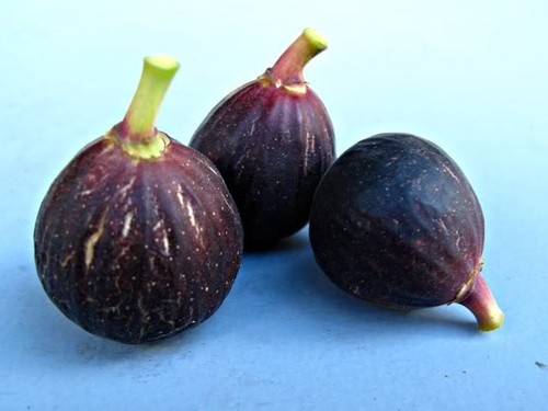 Fig tree brown turkey - tree, turkey''