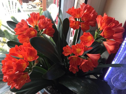 Clivia miniata orange mature - clivia,