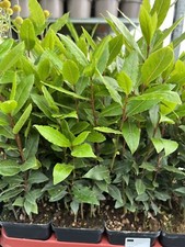 1 X LAURUS 'NOBILIS' EVERGREEN AROMATIC SHRUB BAY LAUREL TREE HARDY HERB PLANT