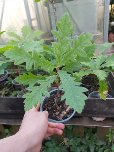 Sessile oak seedling - oak,