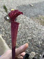 Sarracenia H138 Crimson queen
