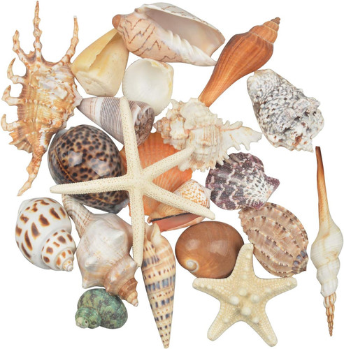 Pcs large sea shells mixed - 21,