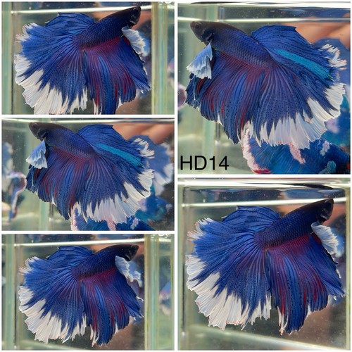 Male betta live - betta, hd14