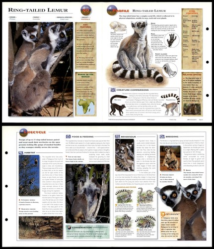 Ring tailed lemur mammals - lemur, #60