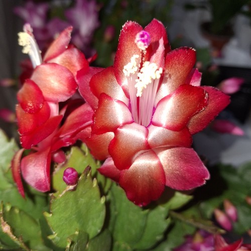 Red christmas cactus - red,
