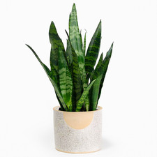 Sansevieria black coral - sansevieria, |