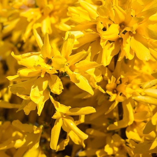 Large forsythia lynwoods - 5,